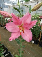 [4340 Catemaco VH No02.JPG]